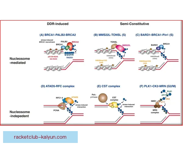 里奥转会策略持续引发关注，市场动态值得深入分析
